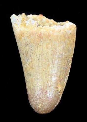 Cretaceous Fossil Crocodile Tooth - Morocco #50253